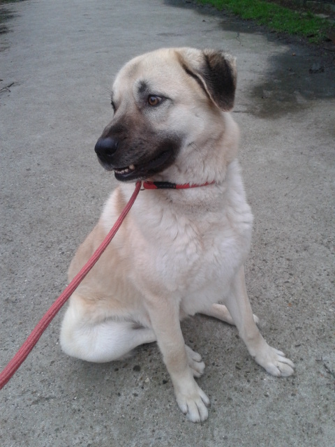 Rex